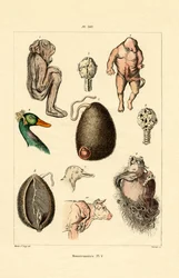Freak, 1833-39